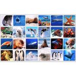 Lanterna proiector cu 3 diapozitive Animale Marine Bambinice BN019 fotografia produsului View 4 S