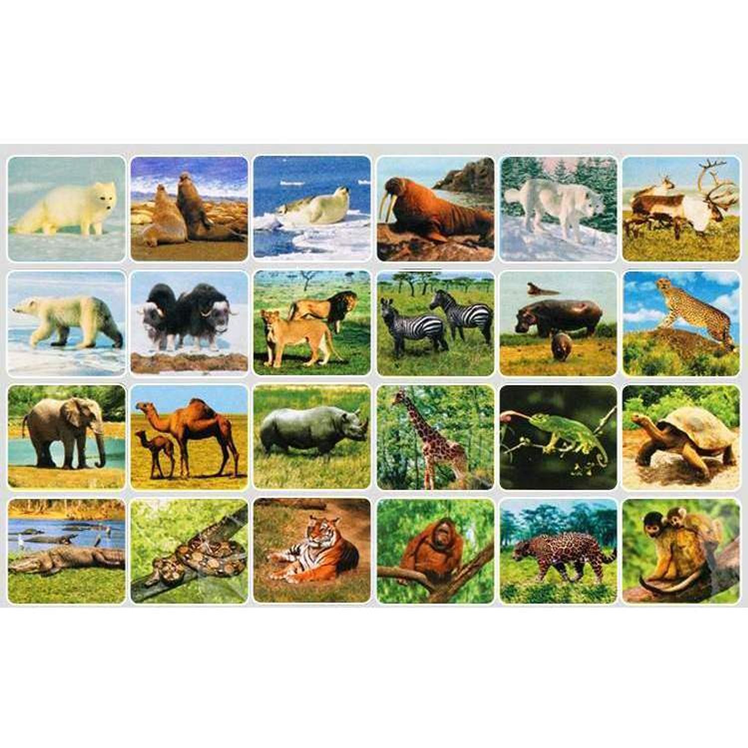 Lanterna proiector cu 3 diapozitive Animale Bambinice BN014 fotografia produsului View 5 L