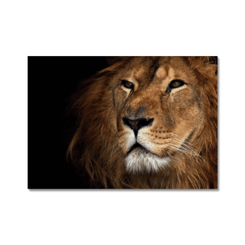 Tablou canvas proud lion, printly, 70x100 cm