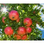 Ceai Bio din rodie cu portocale 20*2gr Lebensbaum fotografia produsului View 3 S