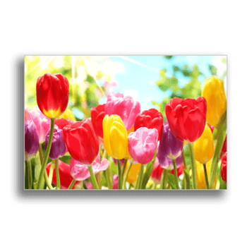 Tablou canvas, colorful tulips, printly, 100x70cm