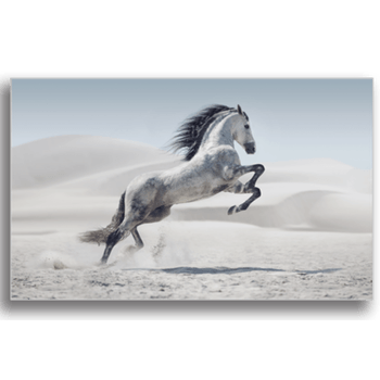 Tablou canvas, white horse, printly, 100x70cm
