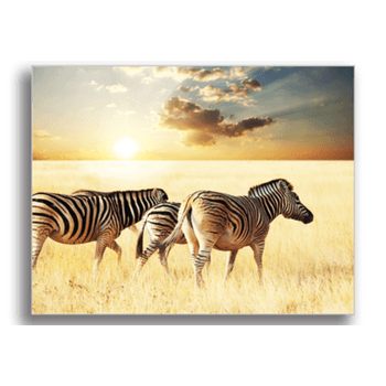 Tablou canvas, zebras on sunset, printly, 100x70cm