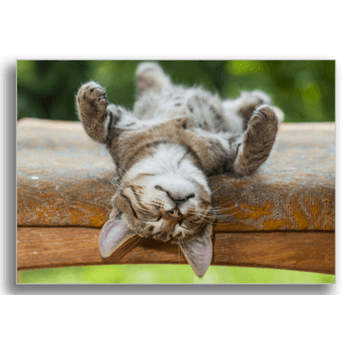 Tablou canvas, gray kitten, printly, 100x70cm