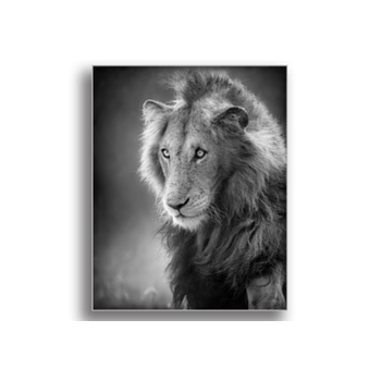 Tablou canvas, male lion, printly, 100x70cm
