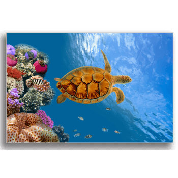 Tablou canvas, sea turtle, printly, 100x70cm
