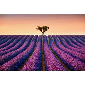 Tablou canvas, lavender and lonely tree uphill dph83173556, 100 x 70 cm