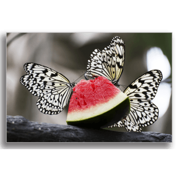 Tablou canvas, butterfly, printly, 100x70cm
