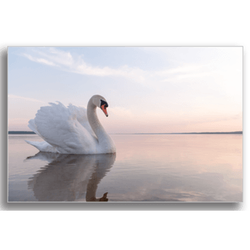 Tablou canvas, swan on blue lake, printly, 100x70cm