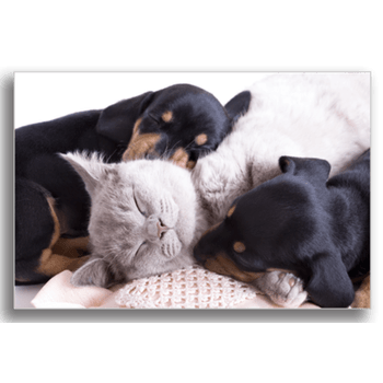 Tablou canvas, kitten and puppies, printly, 100x70cm