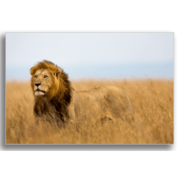 Tablou canvas, mighty lion, printly, 100x70cm