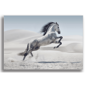 Tablou canvas, wild horse, printly, 100x70cm