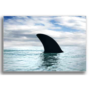Tablou canvas, shark fin, printly, 100x70cm