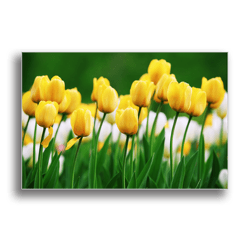 Tablou canvas, yellow tulips tranfadiri galbeni, printly, 100x70cm