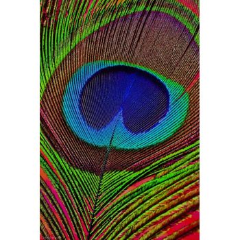Tablou cu animale, printly, paun, 50 x 70 cm