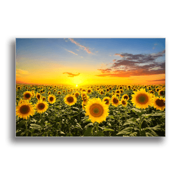 Tablou canvas, blooming sunflowers, printly, 100x70cm