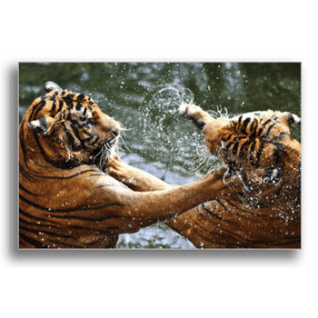Tablou canvas, fighting tigers, printly, 100x70cm