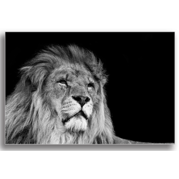 Tablou canvas, black and white lion, printly, 100x70cm