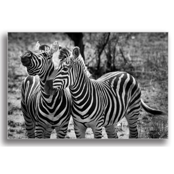 Tablou canvas, wild zebras, printly, 100x70cm