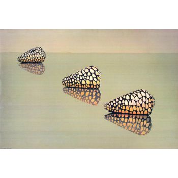 Tablou natura, scoici, printly, 50 x 70 cm