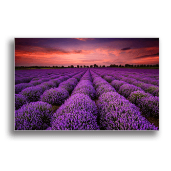 Tablou canvas, lavander field, printly, 100x70cm