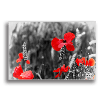 Tablou canvas, red poppy flower, printly, 100x70cm