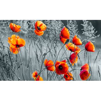 Tablou, arlata word mag, maci,dormitor, hol, abstract 1298,rama lemn,multicolor,120x80 cm