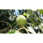 Sampon Hello Nature  cu ulei  BIO din fructul marula pentru netezire si luciu. Cod 1574 /300 ml fotografia produsului View 4 S