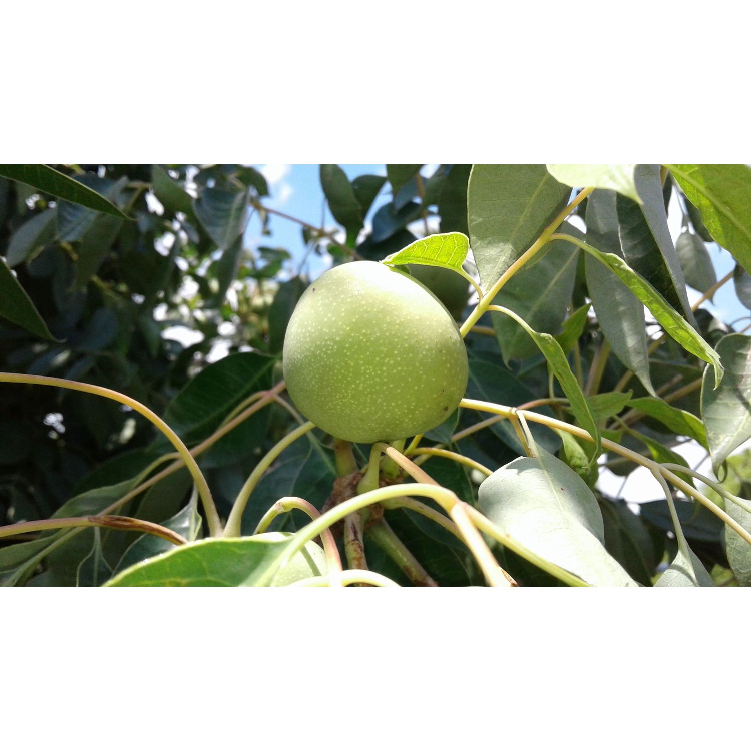 Sampon Hello Nature  cu ulei  BIO din fructul marula pentru netezire si luciu. Cod 1574 /300 ml fotografia produsului View 4 L
