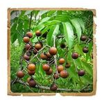 Pudra de Reetha (Aritha) Le erbe di Janas 100gr fotografia produsului