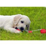 Jucarie interactiva cu ventuza pentru catei, Gonga fotografia produsului View 7 S