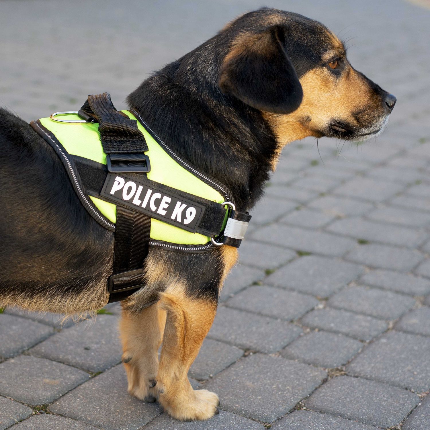 Ham pentru caini Police K9, marimea M, 55-65 cm fotografia produsului View 8 L