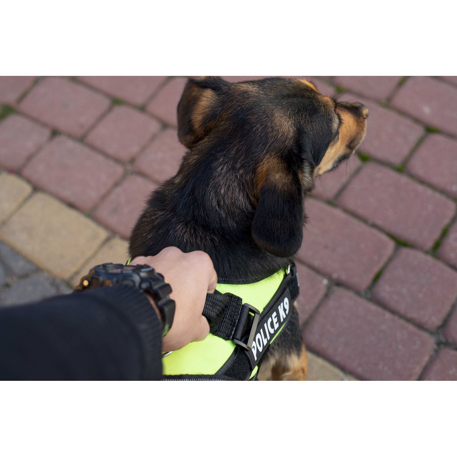 Ham pentru caini Police K9, marimea M, 55-65 cm fotografia produsului View 7 L