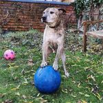Jucarie model Boomer Ball pentru catei, 10 cm fotografia produsului View 5 S