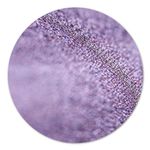 Pigment make-up Violet Red fotografia produsului
