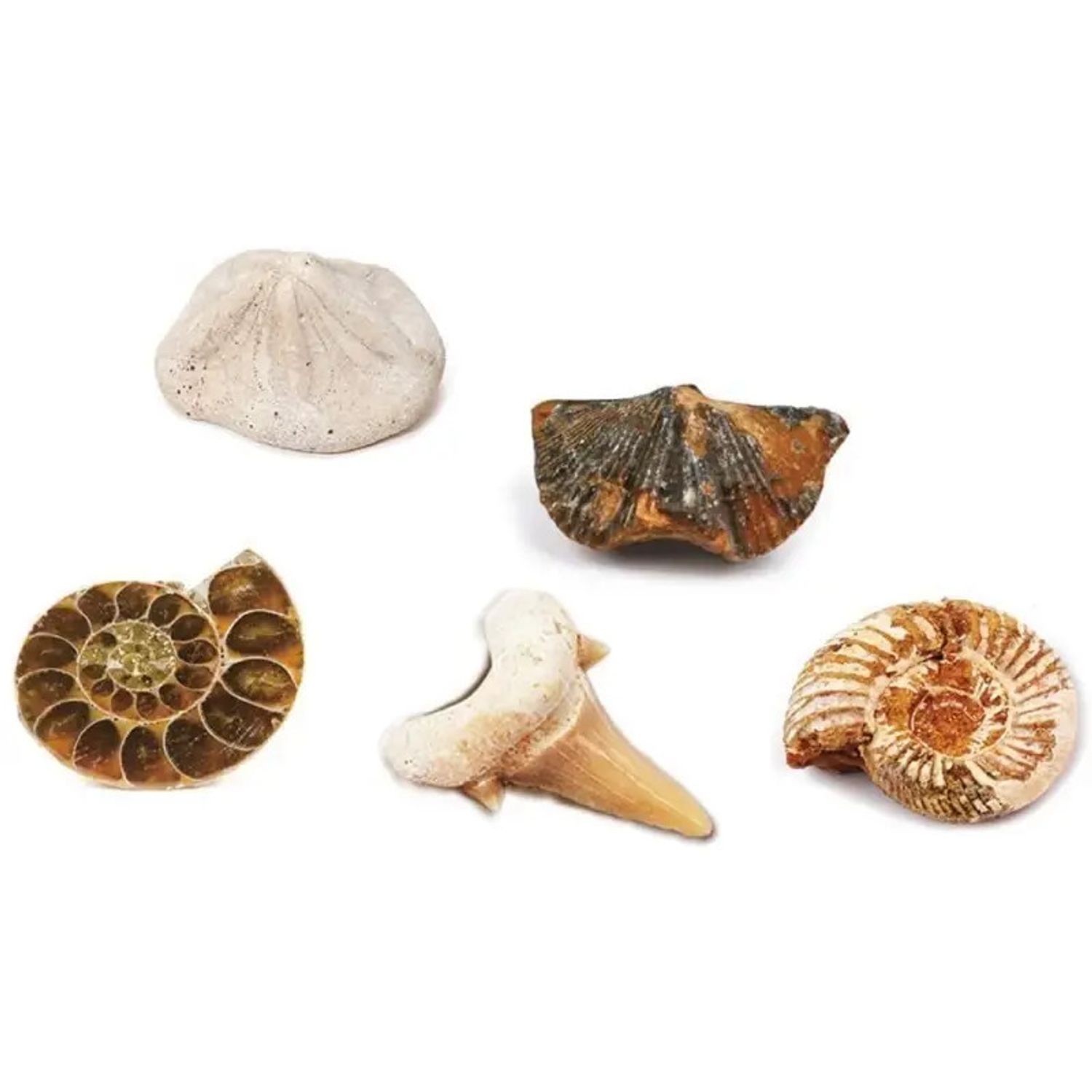 Kit paleontologie - Descopera fosile fotografia produsului View 2 L