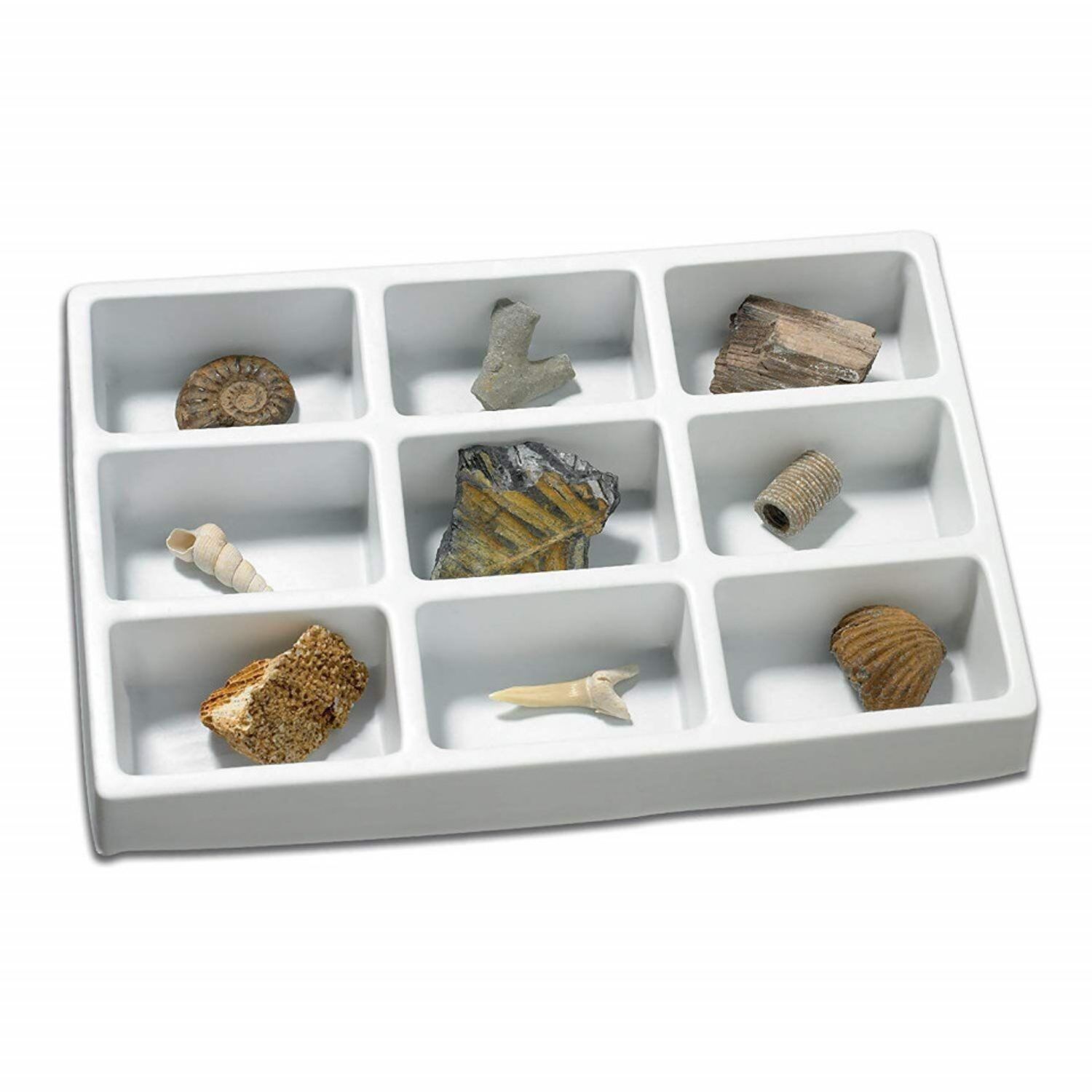 Kit paleontologie - Fosile fotografia produsului View 2 L
