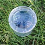 Borcan cu lupa pentru observarea insectelor fotografia produsului View 3 S
