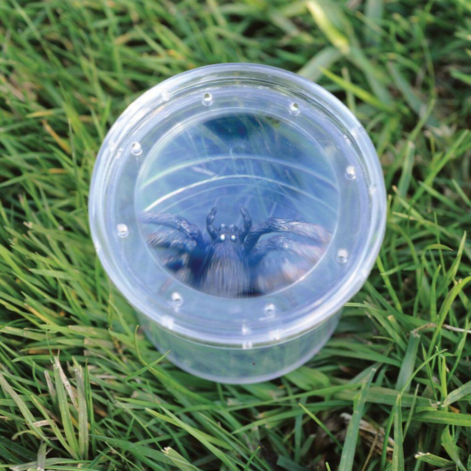 Borcan cu lupa pentru observarea insectelor fotografia produsului View 3 L