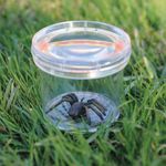 Borcan cu lupa pentru observarea insectelor fotografia produsului View 2 S