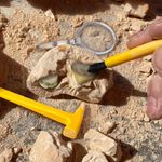 GeoSafari - Kit excavare fosile fotografia produsului