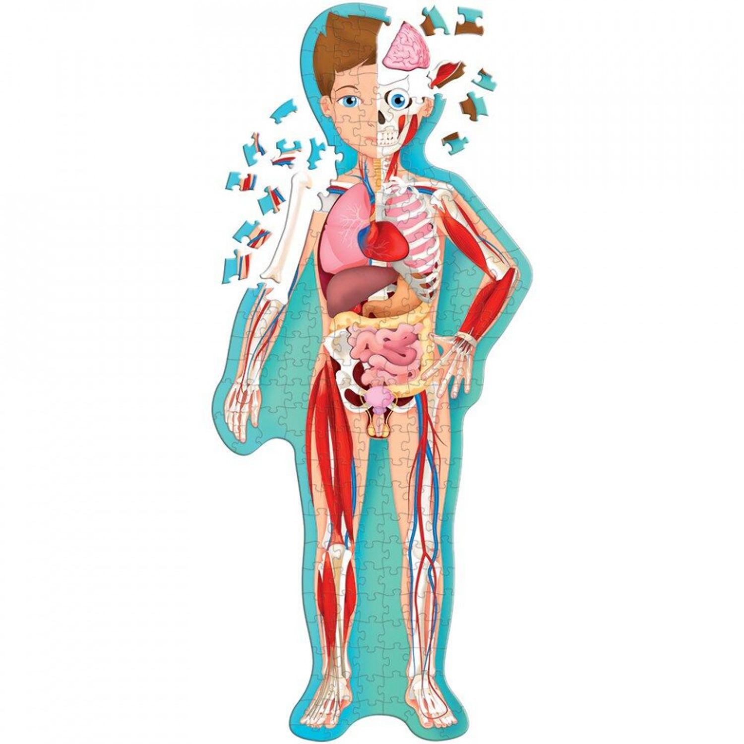 Cunoaste si exploreaza - Corpul uman fotografia produsului View 7 L