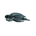 Figurina Broasca Testoasa de Mare M Collecta fotografia produsului