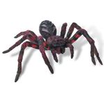 Wolf Spider fotografia produsului