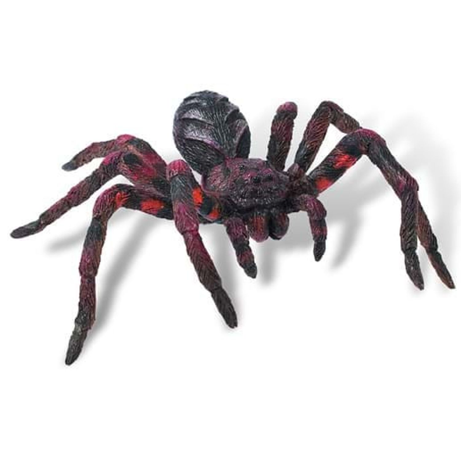 Wolf Spider fotografia produsului