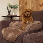 Scruffs Canapea extensibilă pentru animale de companie Chester Choco M fotografia produsului