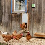 Kerbl Ușiță glisantă pentru coteț găini, 43x40 cm fotografia produsului