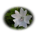 Esenta naturala (ulei) aromaterapie SyS, Mosc alb, 12 ml fotografia produsului View 4 S