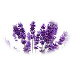 Esenta naturala (ulei) aromaterapie SyS Lavanda, 12 ml fotografia produsului View 2 S