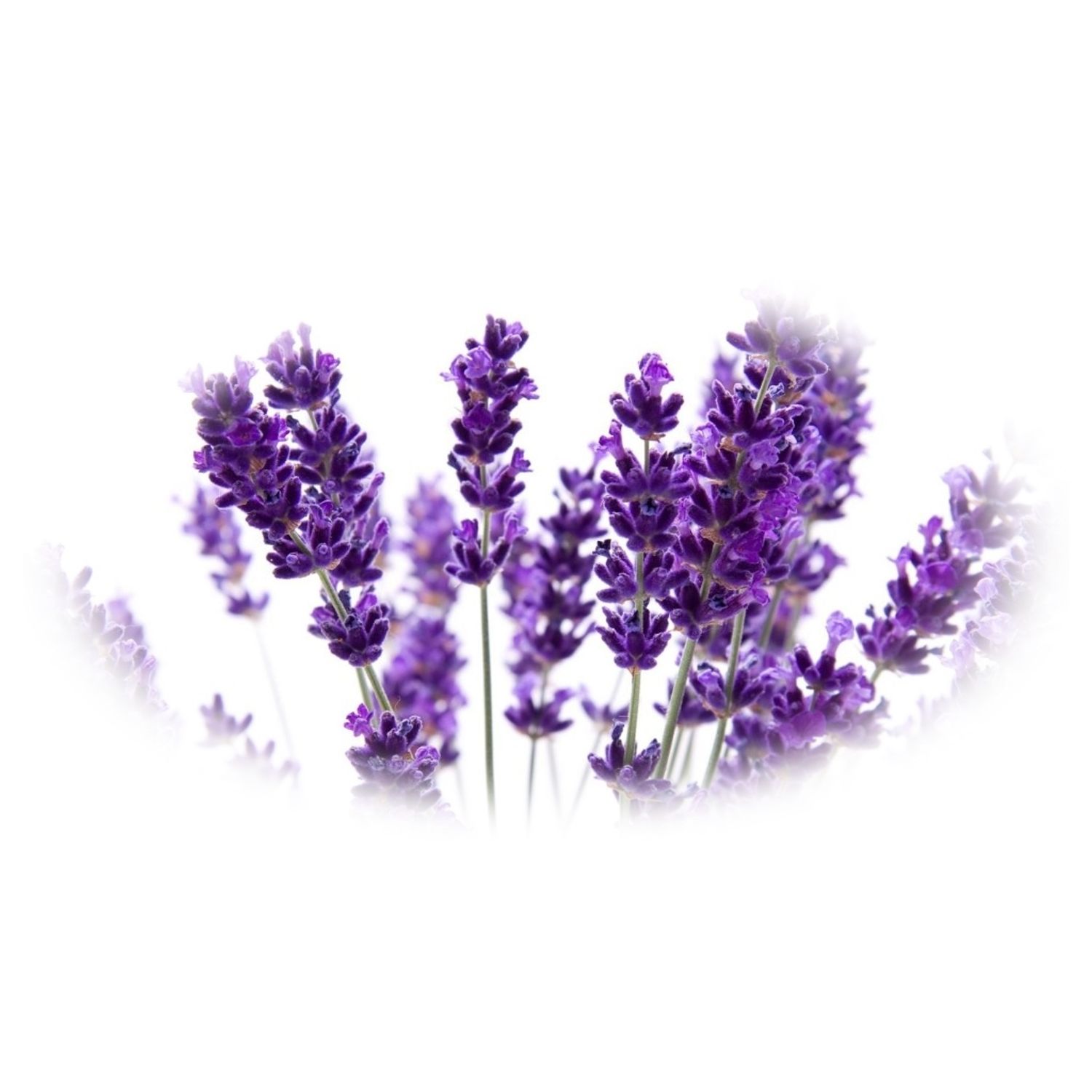 Esenta naturala (ulei) aromaterapie SyS Lavanda, 12 ml fotografia produsului View 2 L